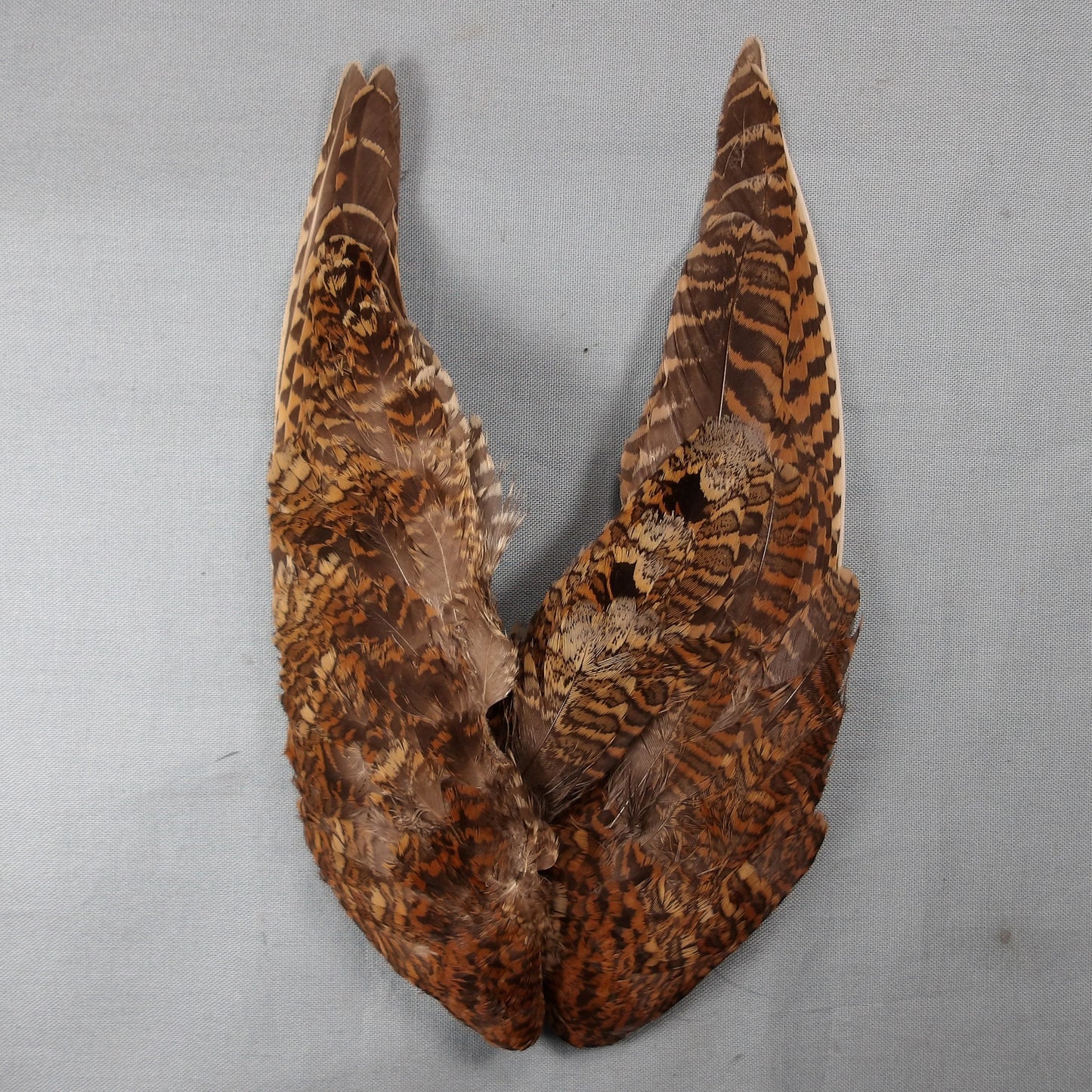 Woodcock Wings