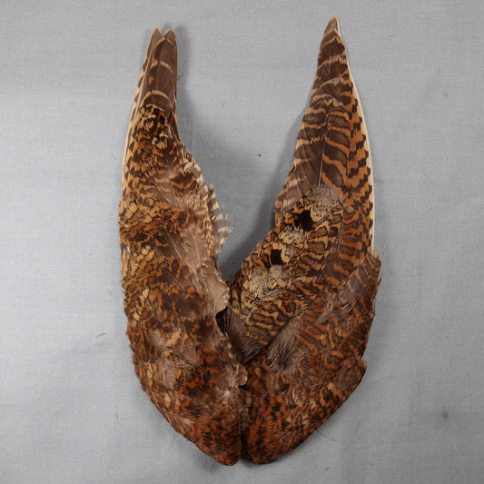 Woodcock Wings