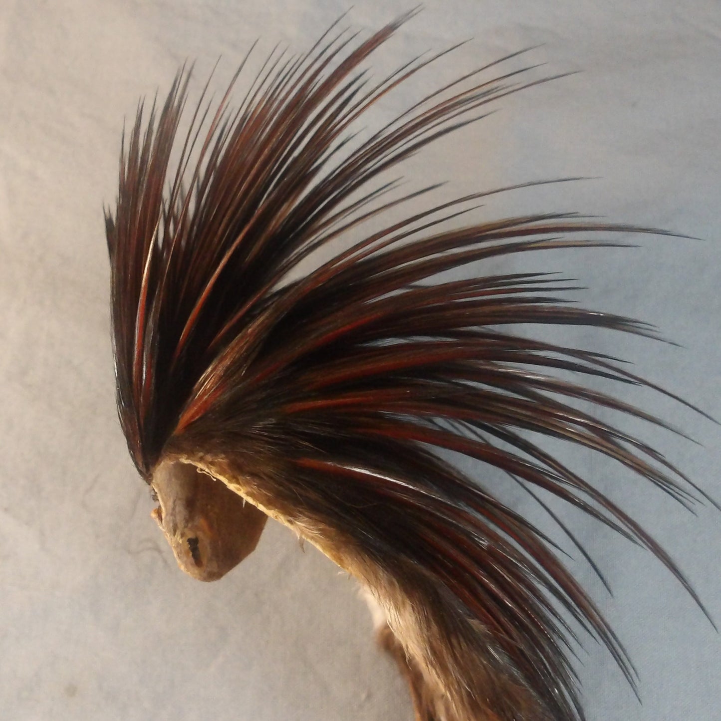 Premium Game Cock Necks