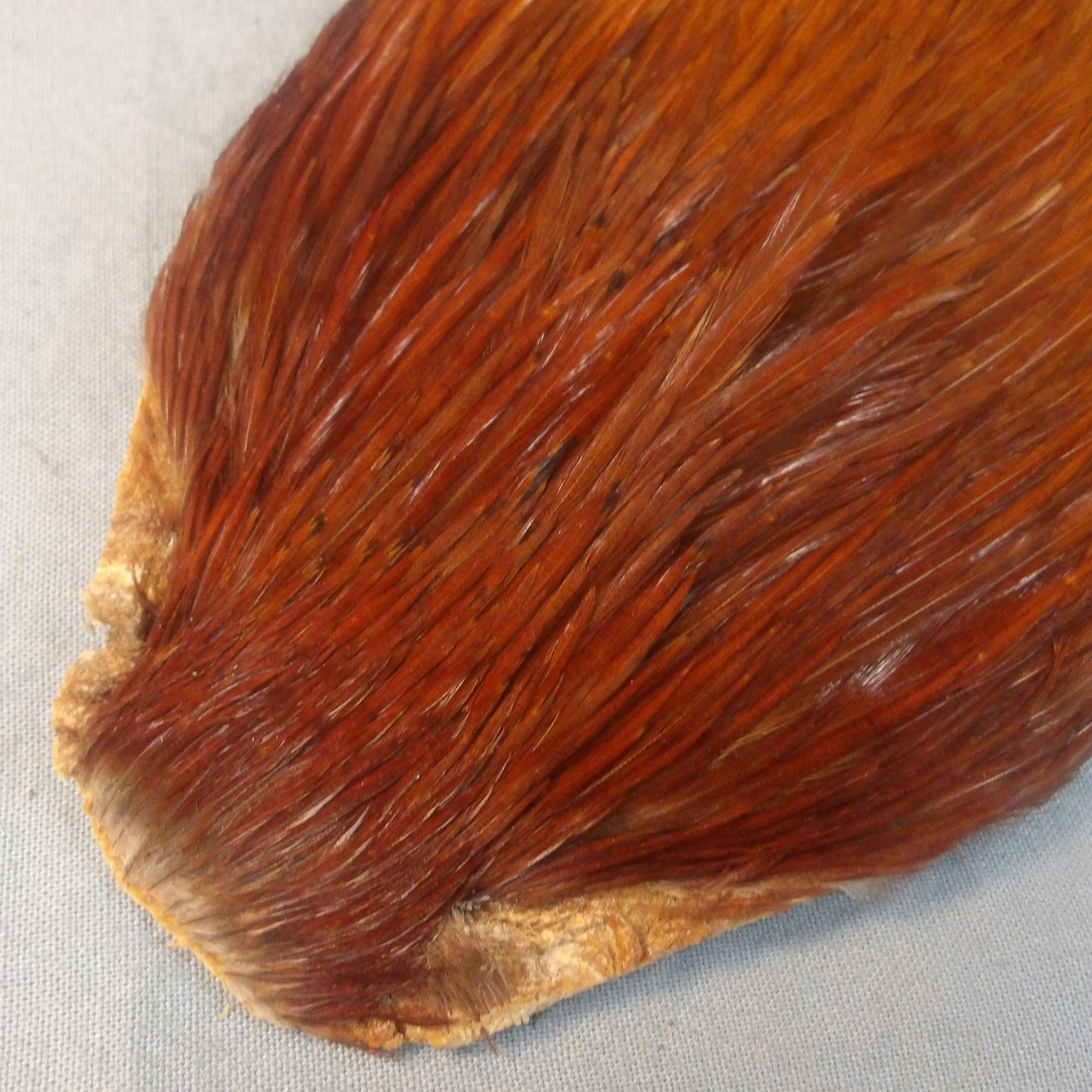 Premium Game Cock Necks