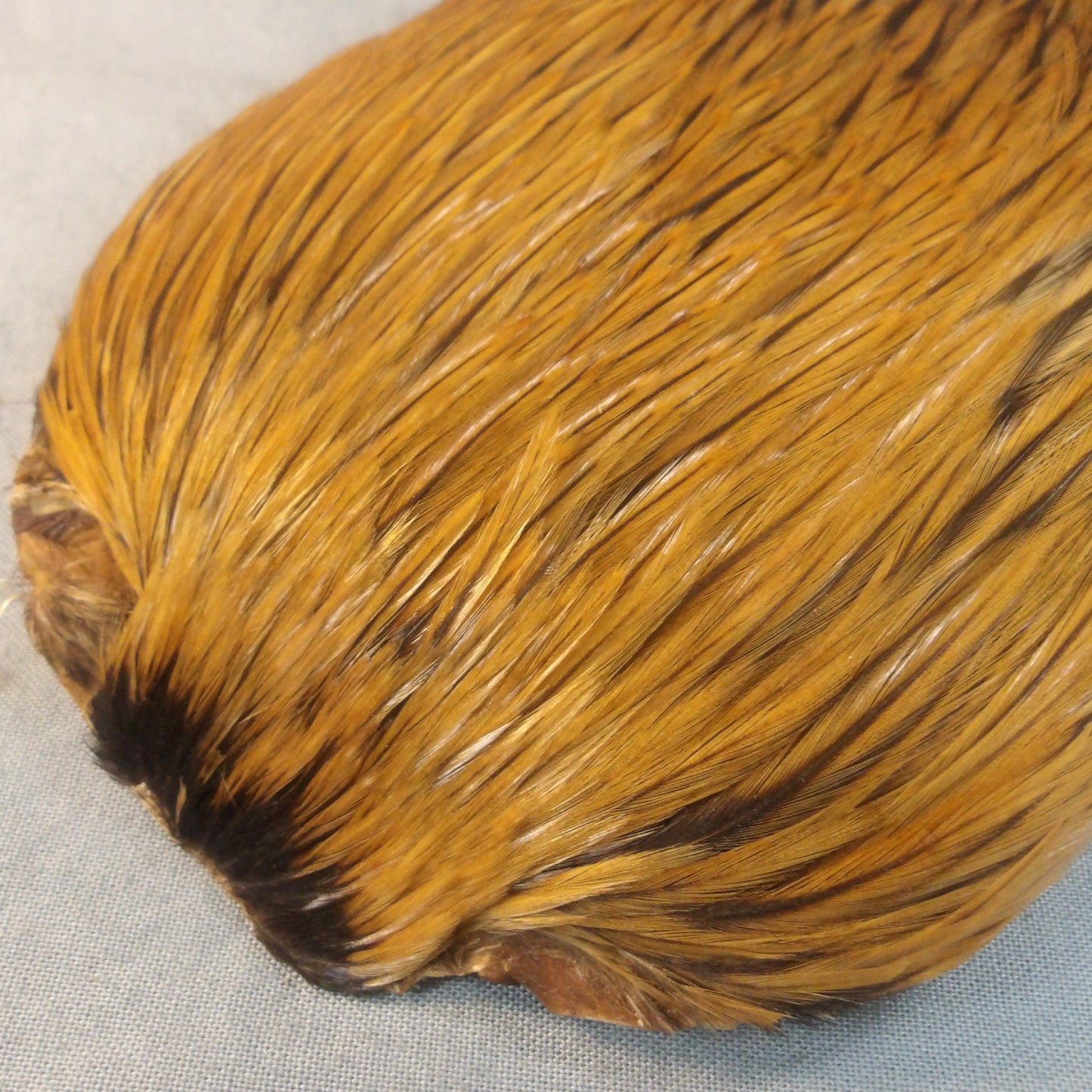 Premium Game Cock Necks