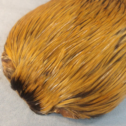 Premium Game Cock Necks