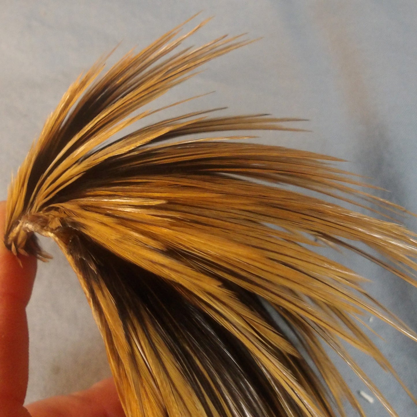 Premium Game Cock Necks