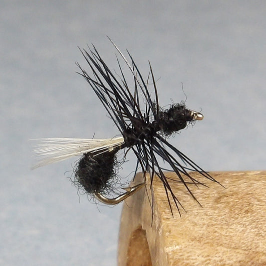 Black Flying Ant