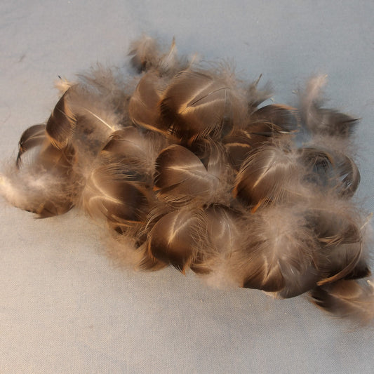 Black Duck Dark Body Plumage