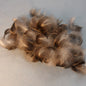 Black Duck Dark Body Plumage