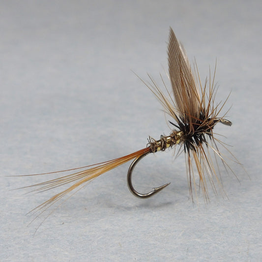 Gold Rib Hares Ear