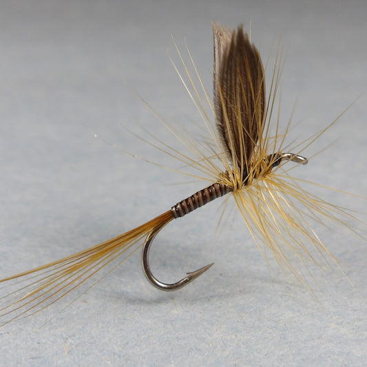 Ginger Quill