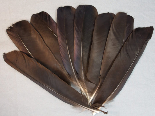 Crow Wing Quills
