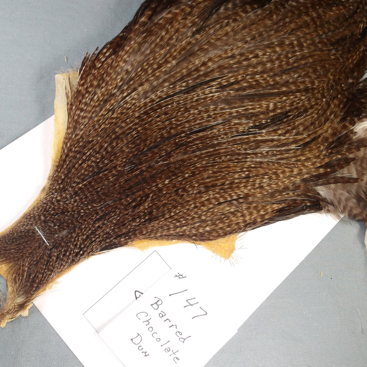 Docs Rooster Cape 147
