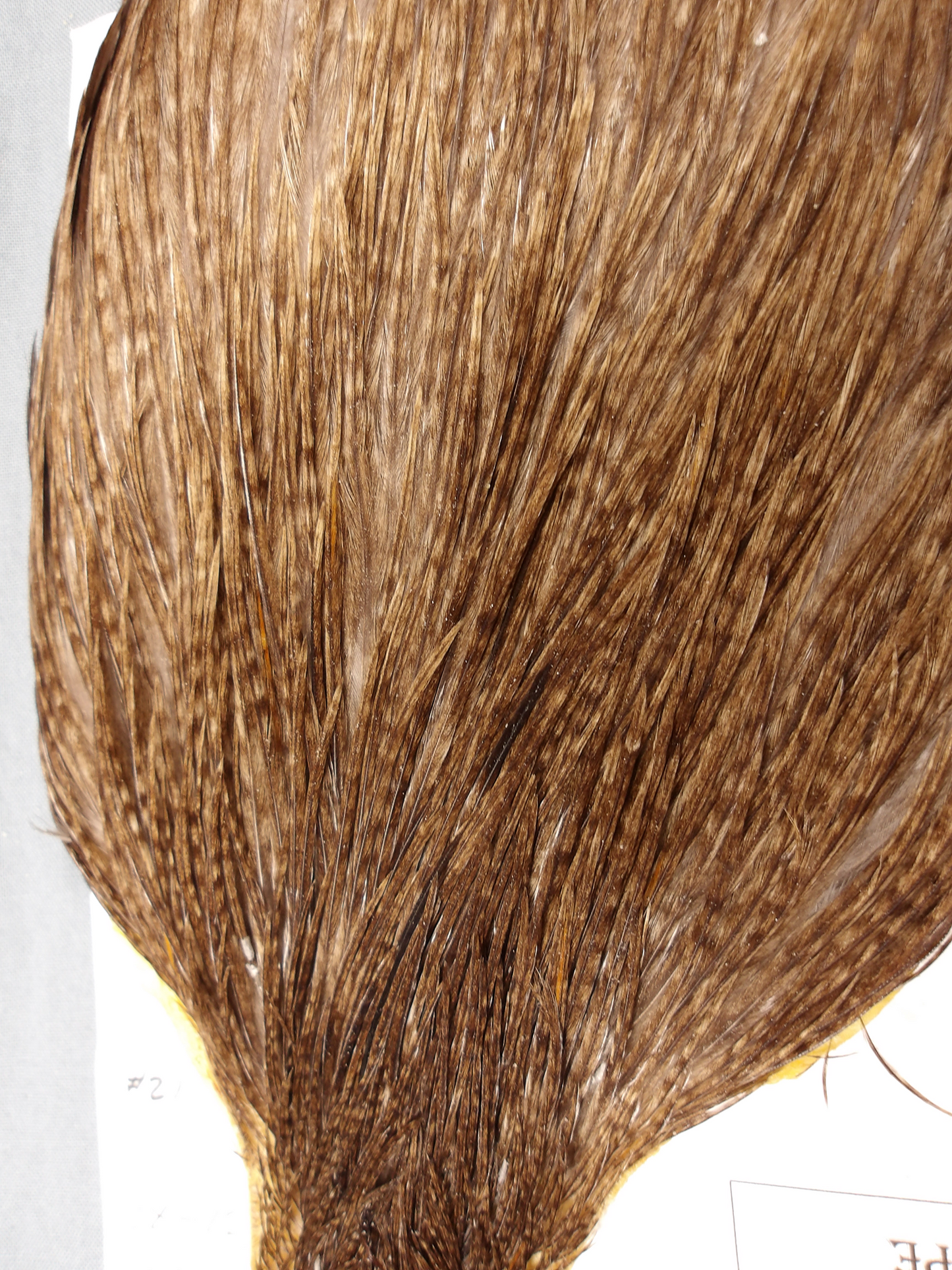 Doc's Cock Cape #21 Grizzly Dun