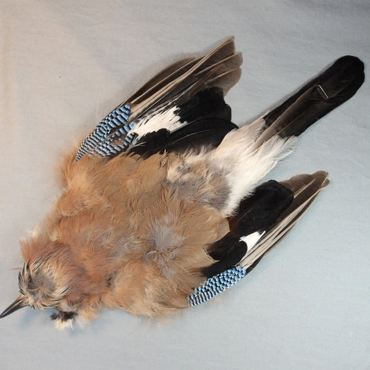 Eurasin Jay Skin