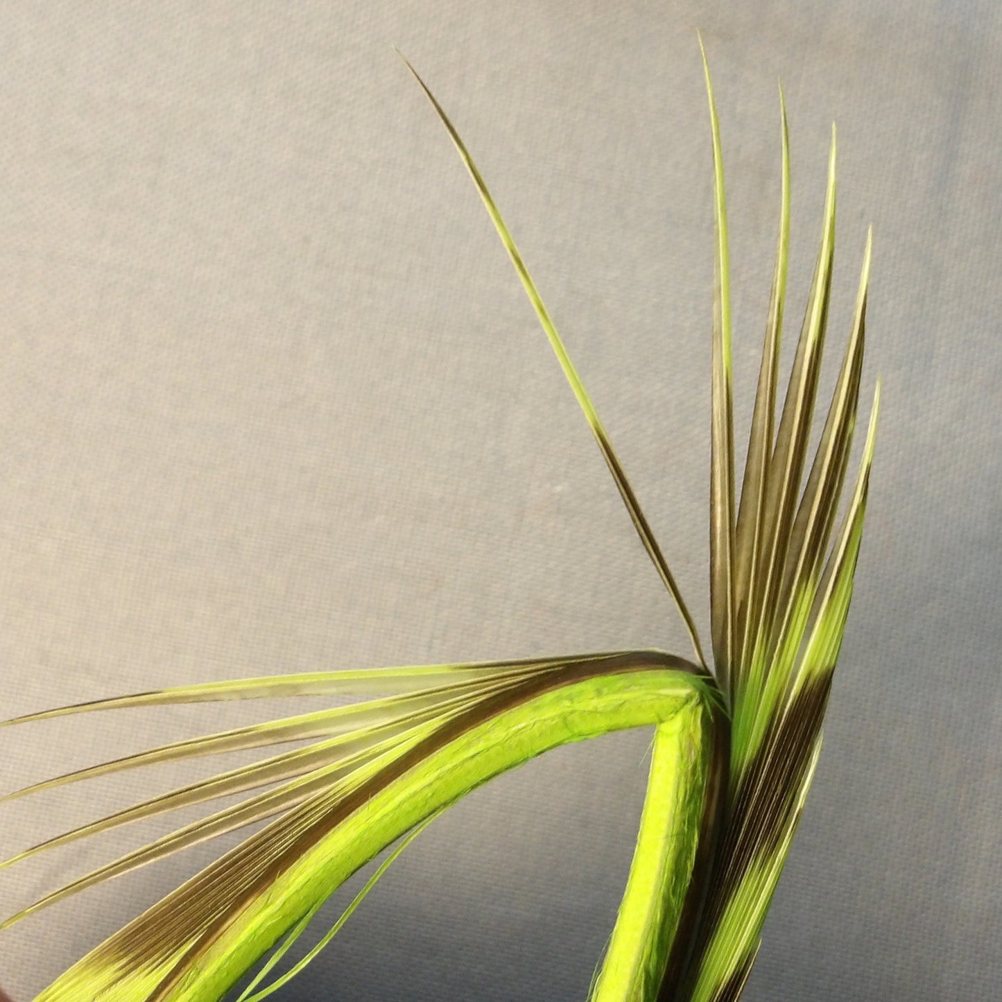 FlyWaxx Wild Turkey Quill Biots