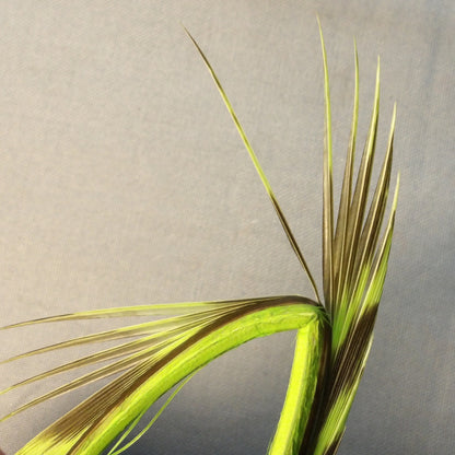 FlyWaxx Wild Turkey Quill Biots