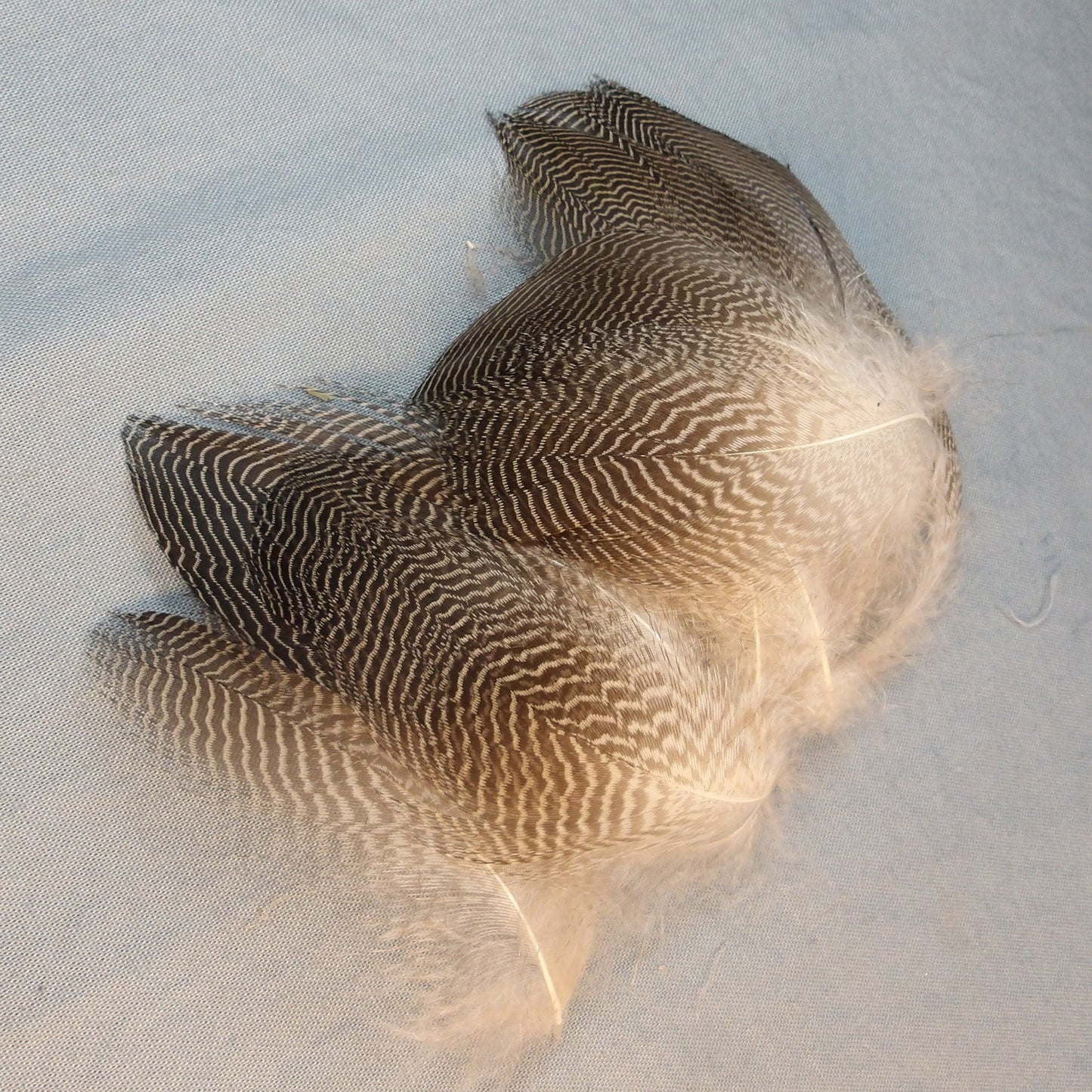 Gadwell Flank Feathers    FlyWaxx