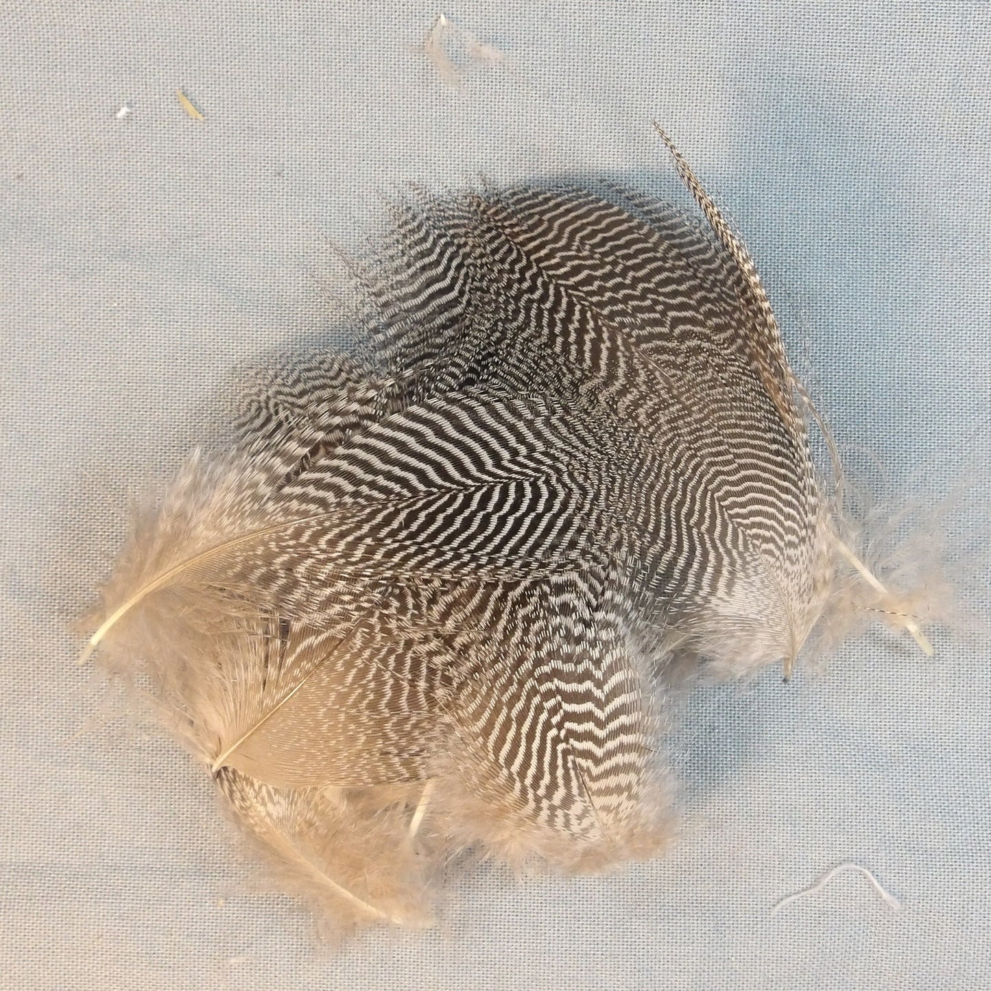 Teal Duck Flanks  FlyWaxx