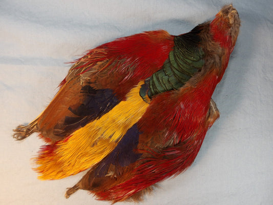 Golden Pheasant Skin