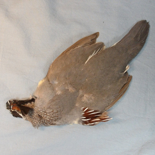 Gambels Quail Skin