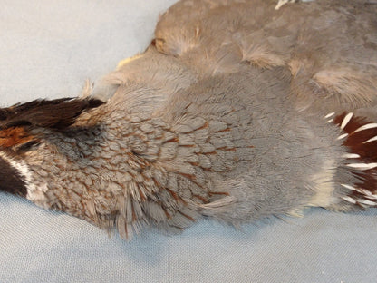 Gambels Quail Skin