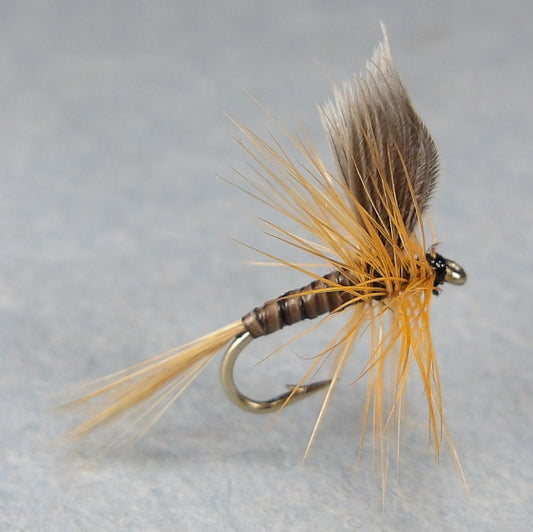 Ginger Quill