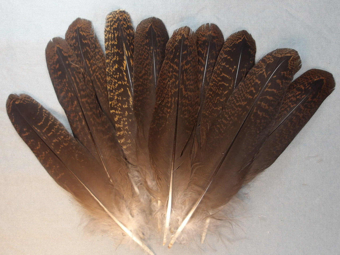 Grouse Tail Feathers