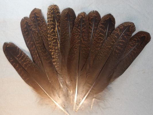 Grouse Tail Feathers