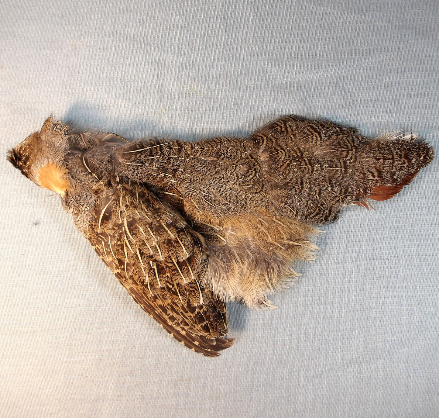 Hungarian Partridge 1/2 Skin