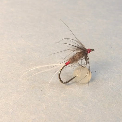 Jackdaw Scalp