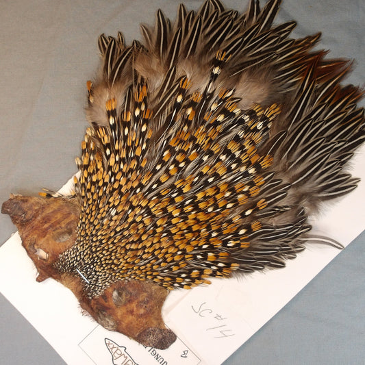 Jungle Cock Neck # 14