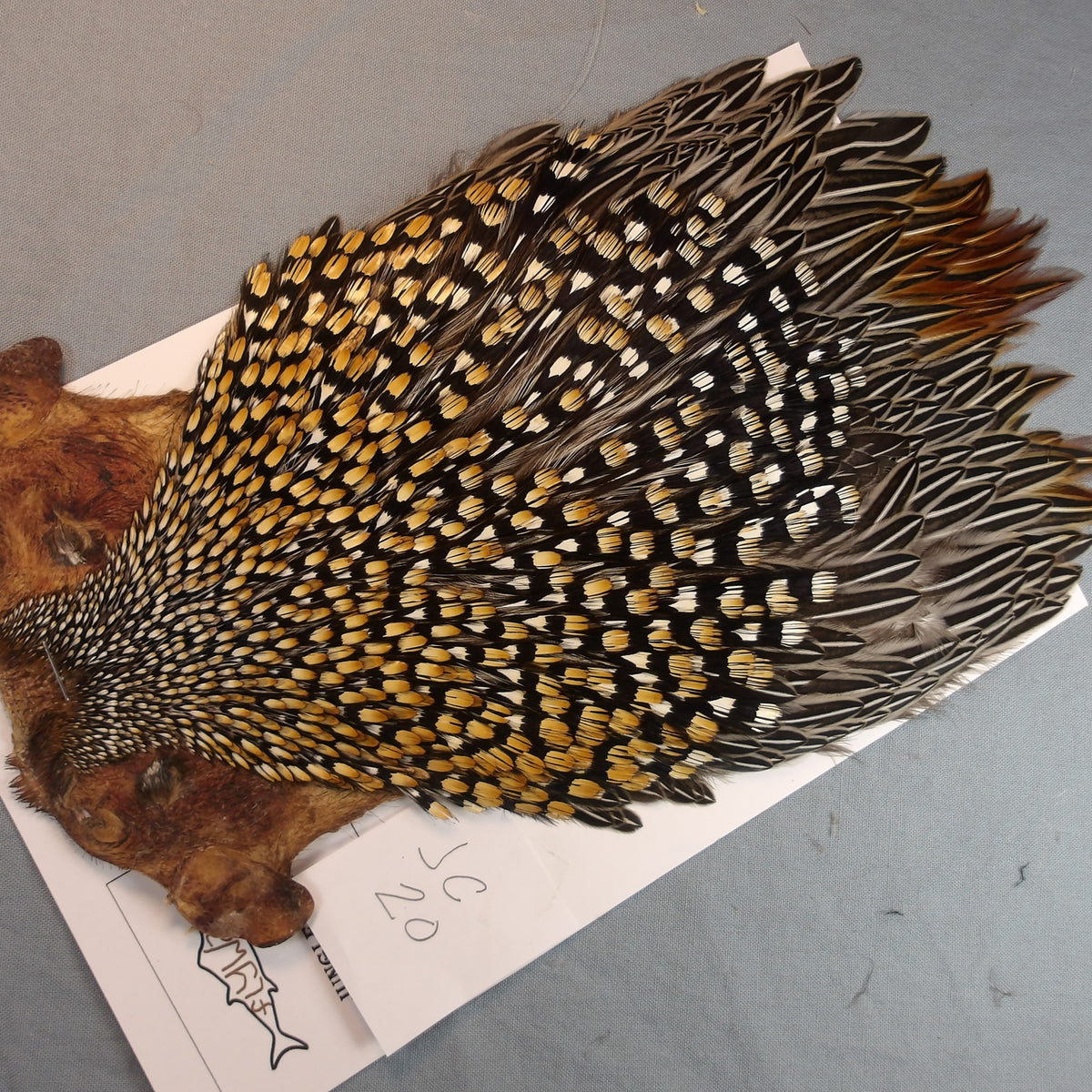 Jungle Cock Neck #20
