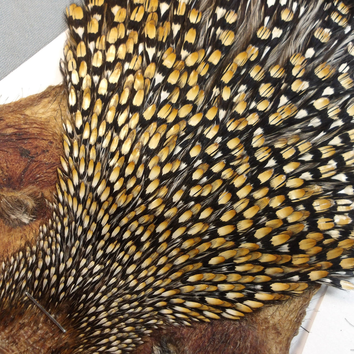Jungle Cock Neck #20