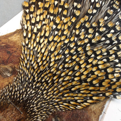 Jungle Cock Neck #20