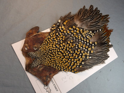 Jungle Cock Neck #21