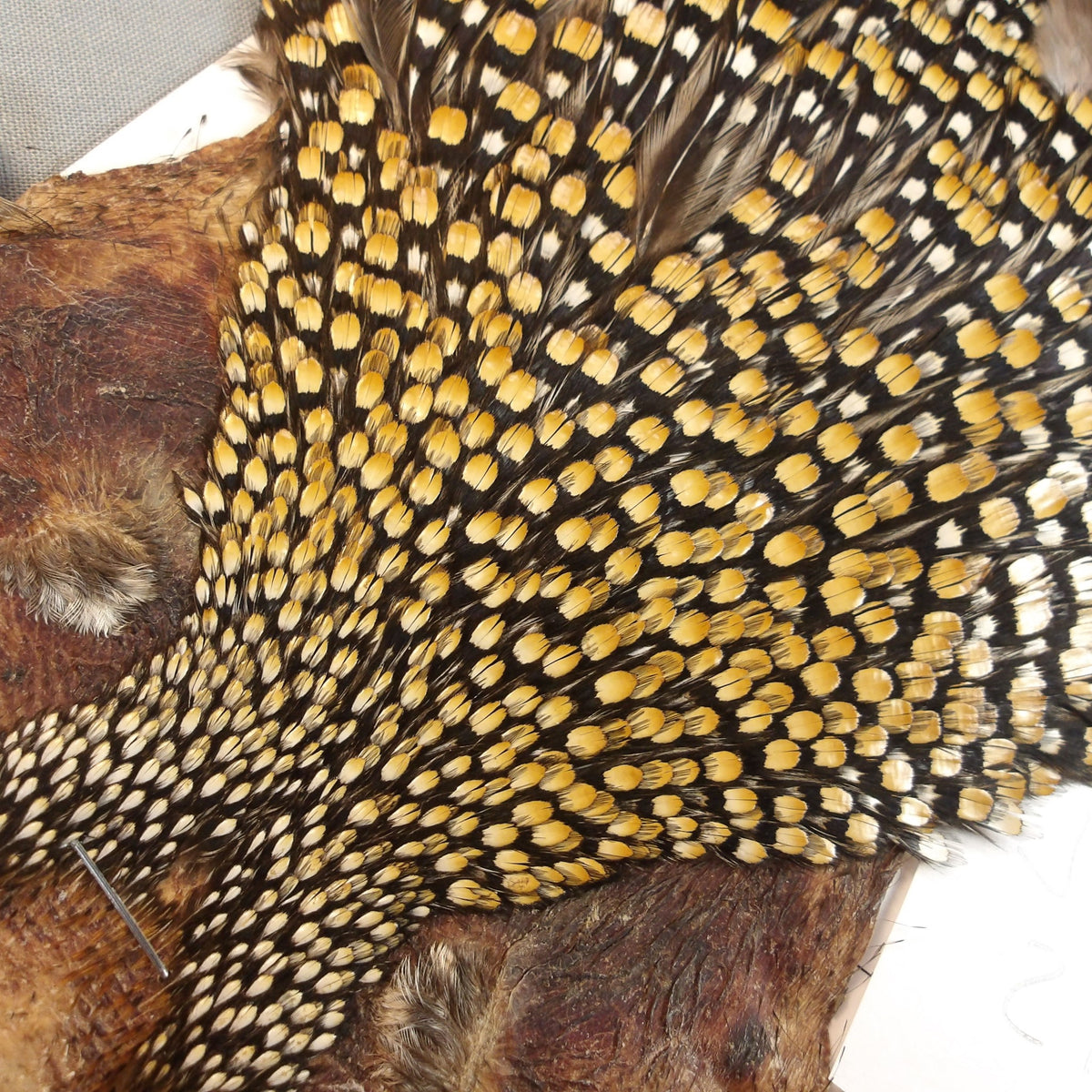 Jungle Cock Neck #21