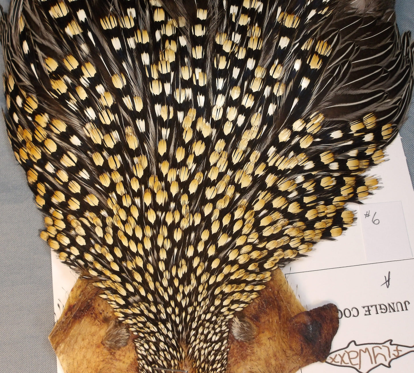 Jungle Cock Neck    # 6