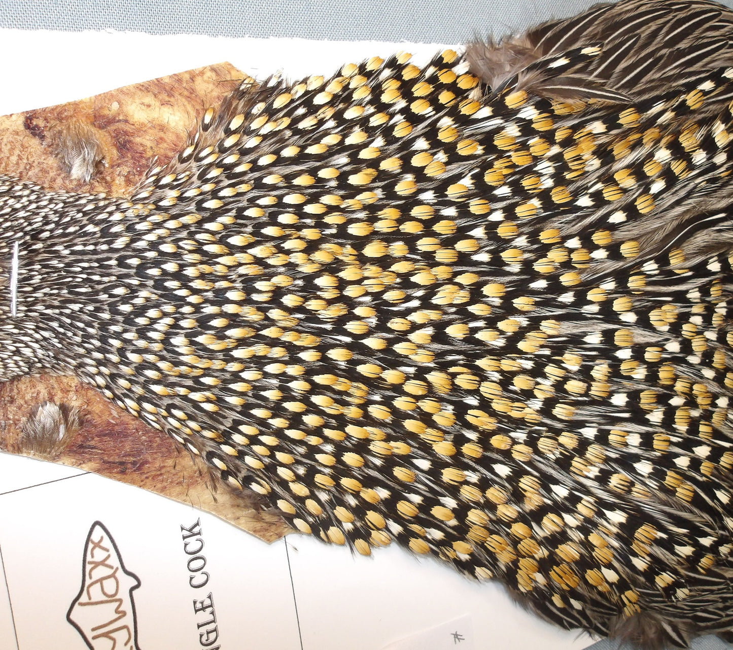 Jungle Cock Neck  #8