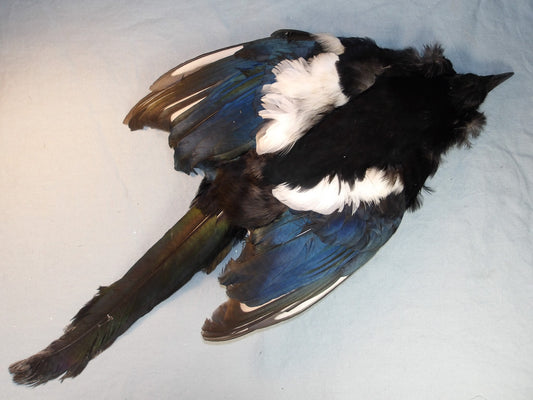 Complete Magpie Skin