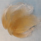 Mandarin Duck Flank Feathers