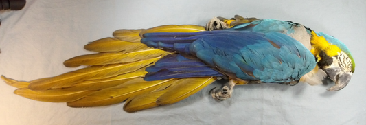 Blue and Gold Mcaw*