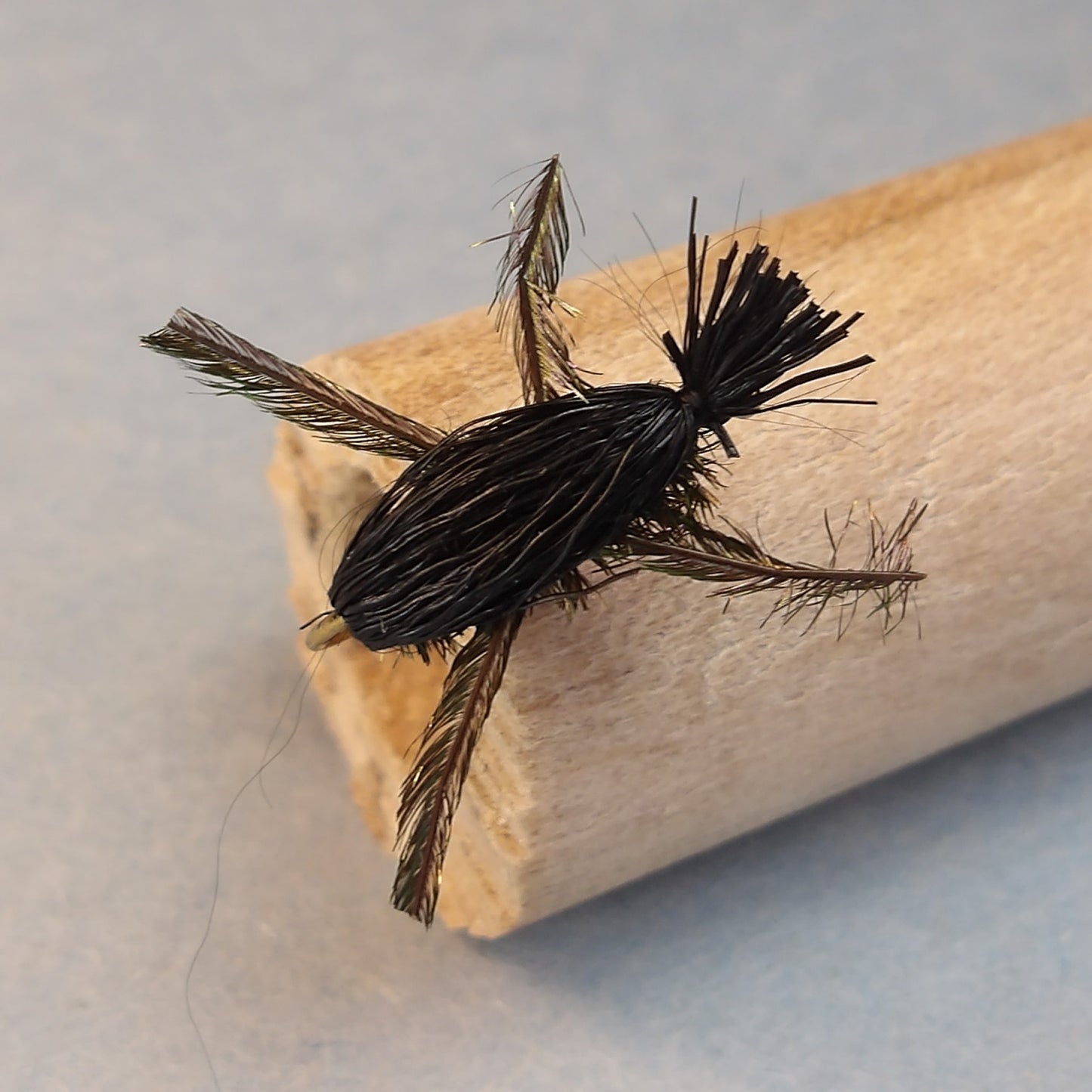 Black Peacock Beetle