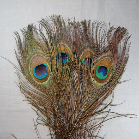 Peacock Eye Sticks