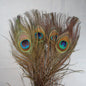 Peacock Eye Sticks