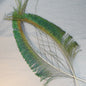 Peacock Sword Tails    Veniard