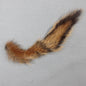 Pine Squirrel Tail