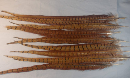 Ringneck Pheasant Center Tails from England