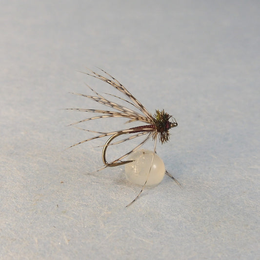 Purple Partridge Spider