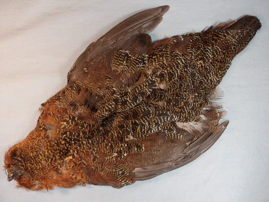 European Red Grouse