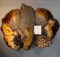 Ringneck Pheasant Pelt #12