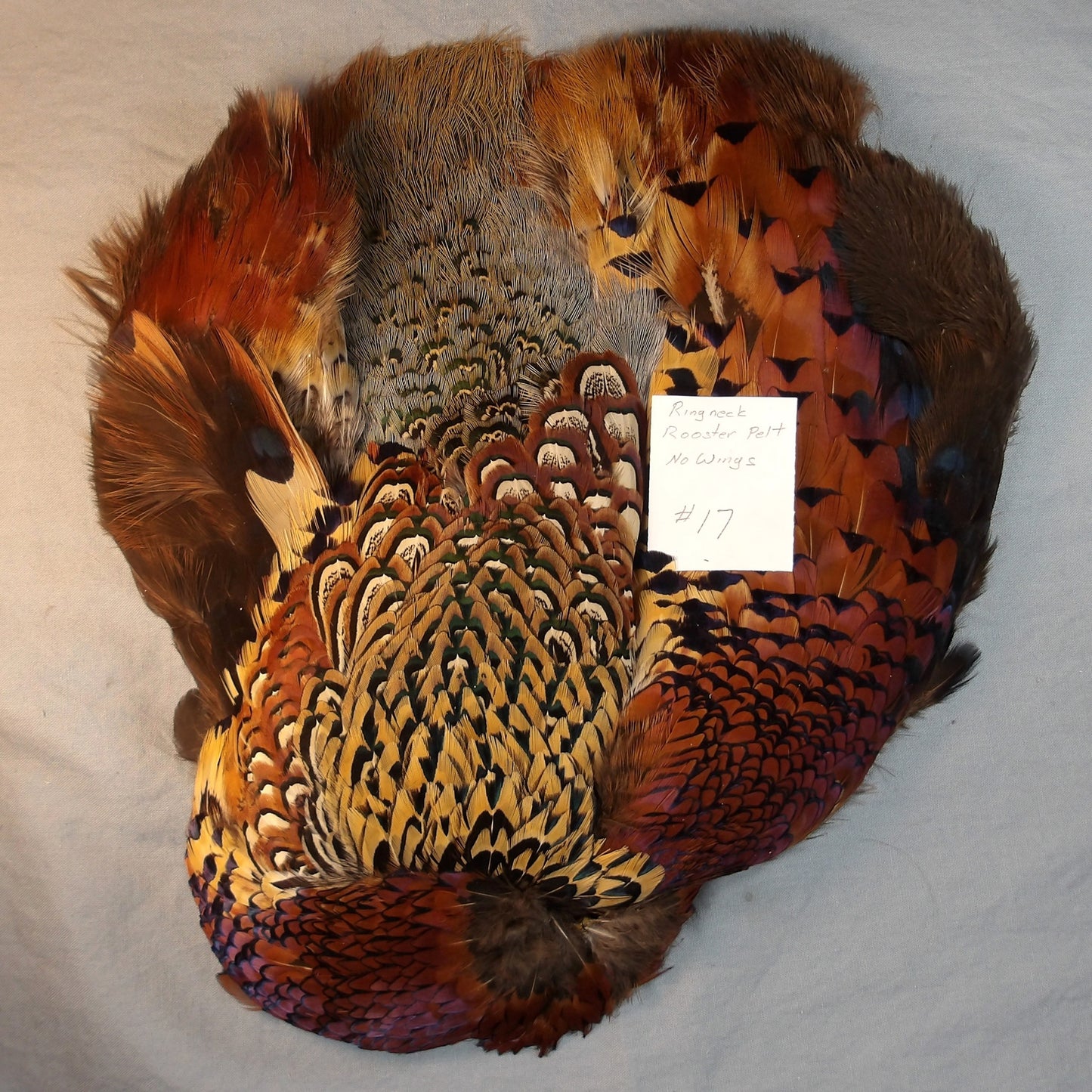 Ringneck Pheasant Pelt # 17