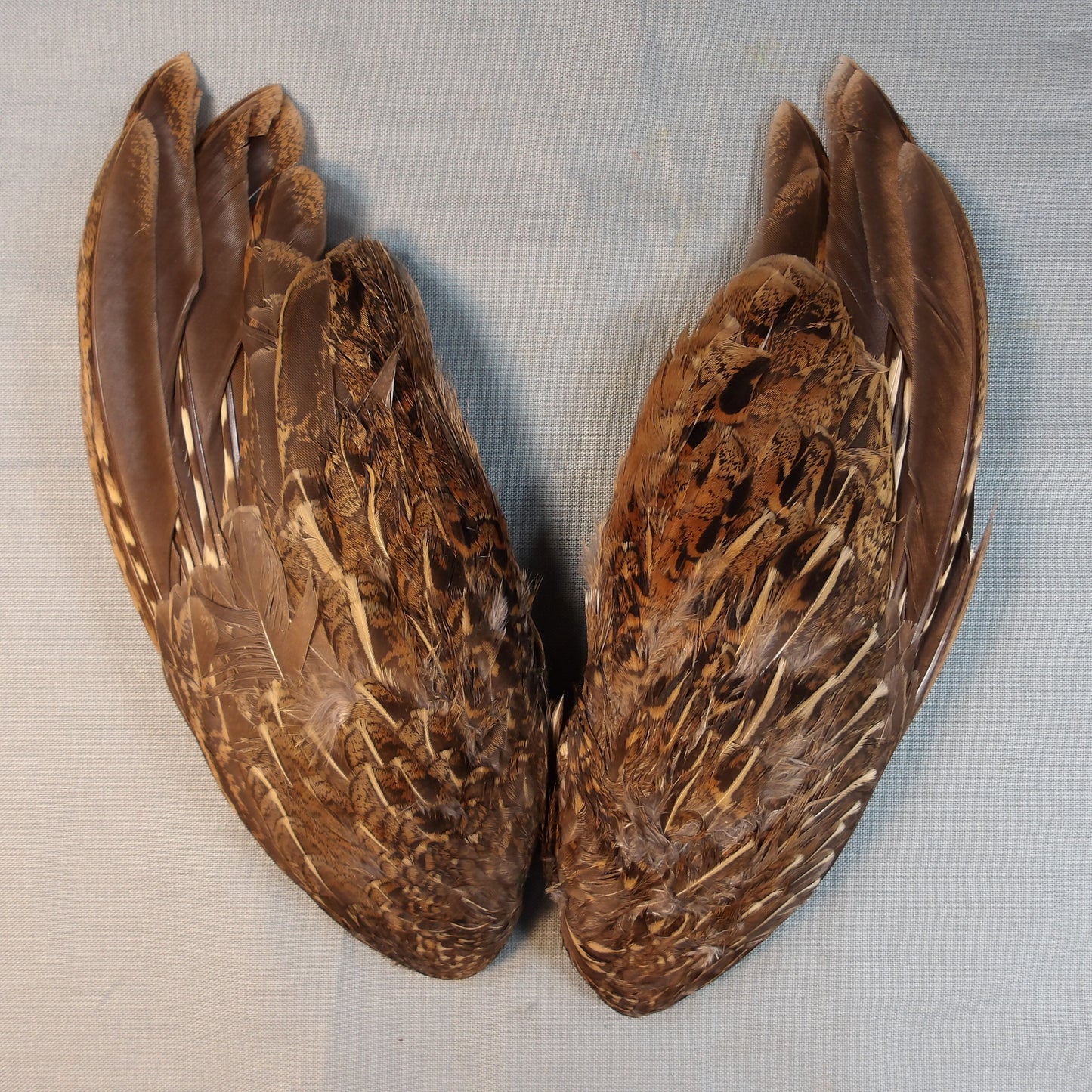 Ruffed Grouse Wing Pair